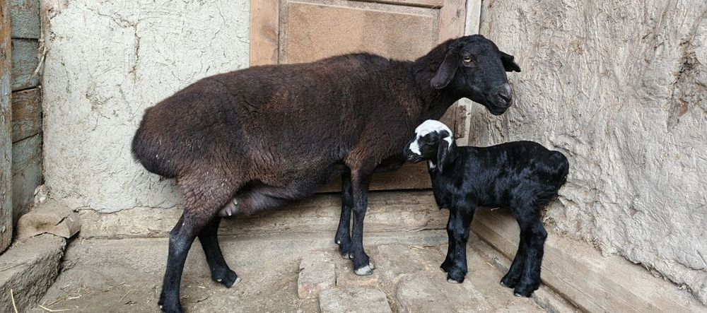 Она бола куйлар сотилади 7500