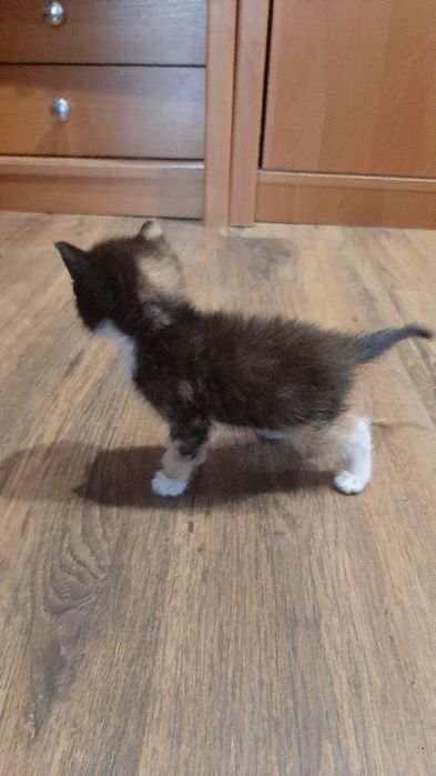 Котята , маленькие и красивые !