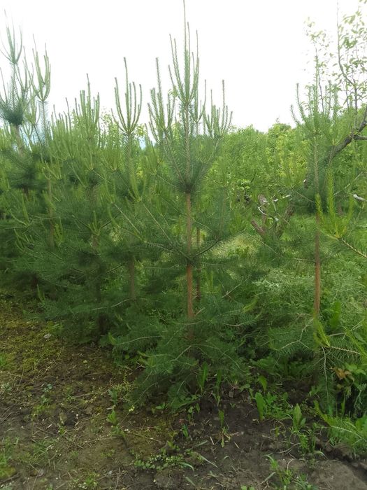 Продам сосны от двух до трёх метров