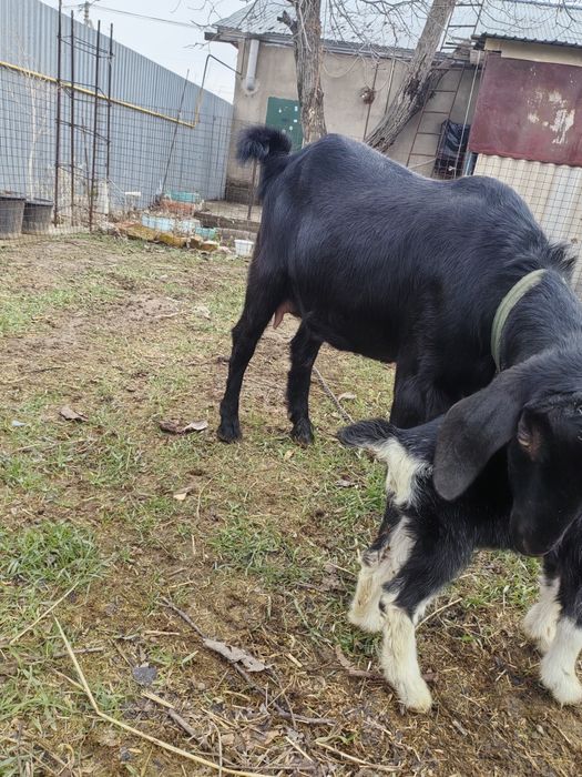 Коза с козленком первородка