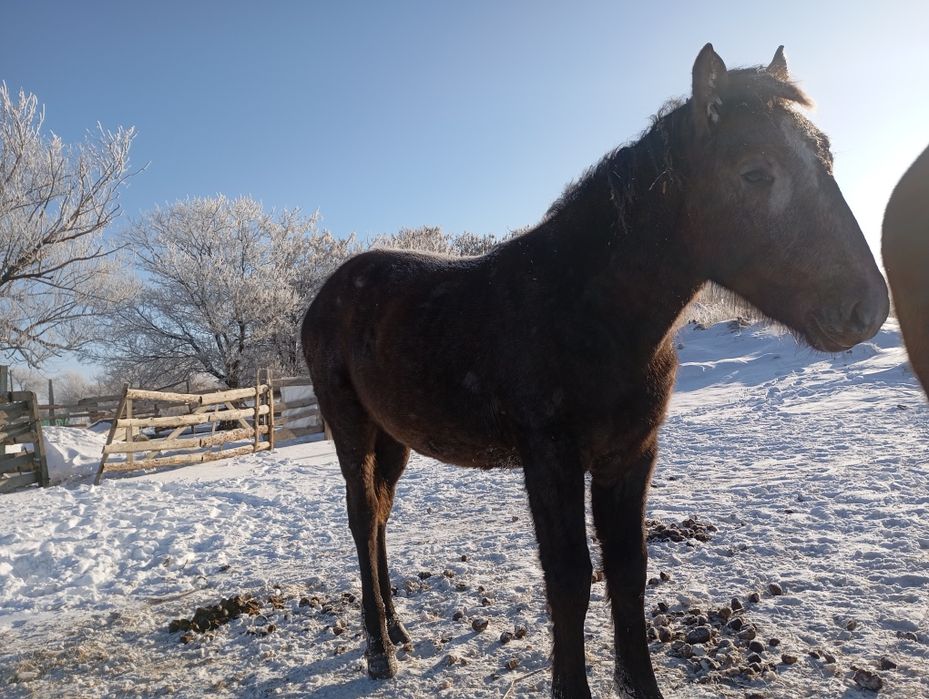 Обменяю жеребенка жеребчик