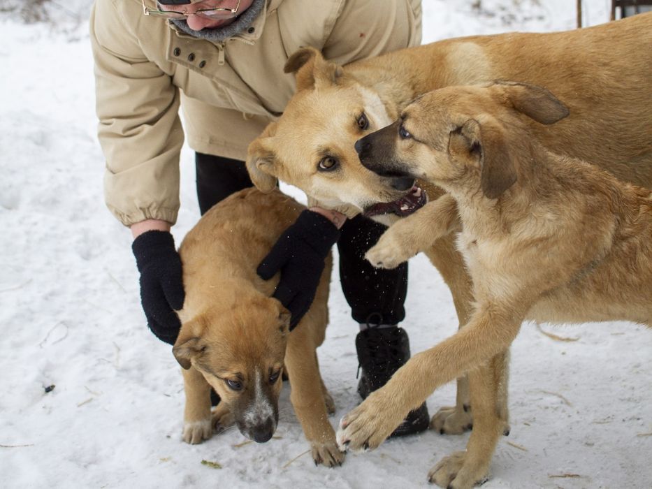 Щенки  ждут добрые руки