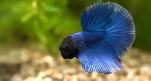 Петушок баликлар ката асартиметда