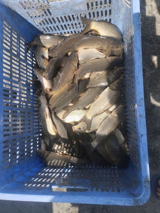 TCT FISH CLUSTERda yetishtirilgan baliq chavoqlari kelishilgan narxda