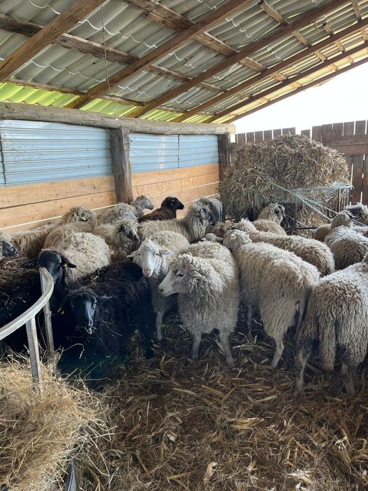 Vând oi sau schimb cu vitei