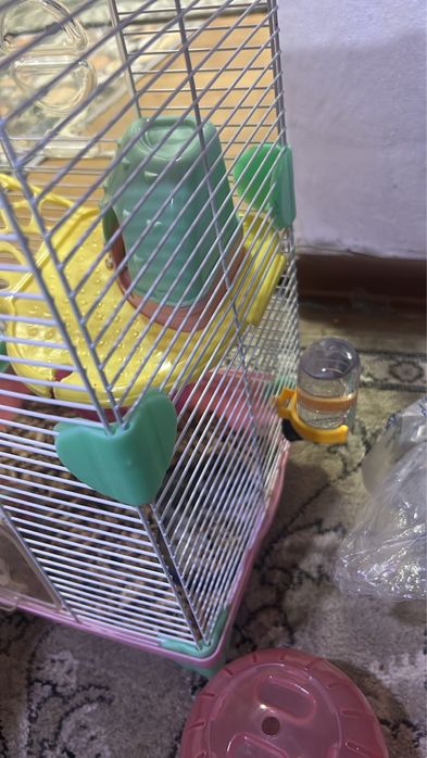 Джунгарские хомяки