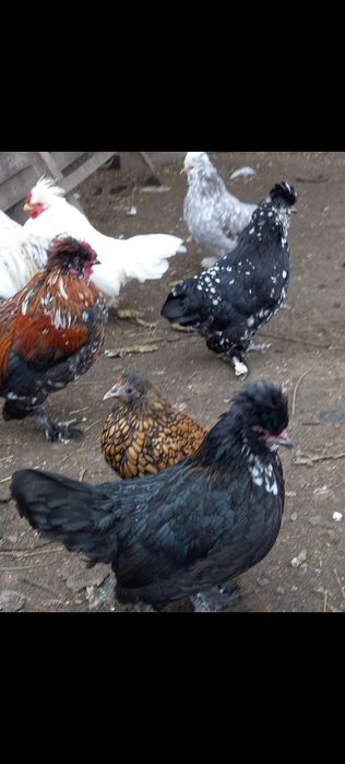 Петушок бентнамки