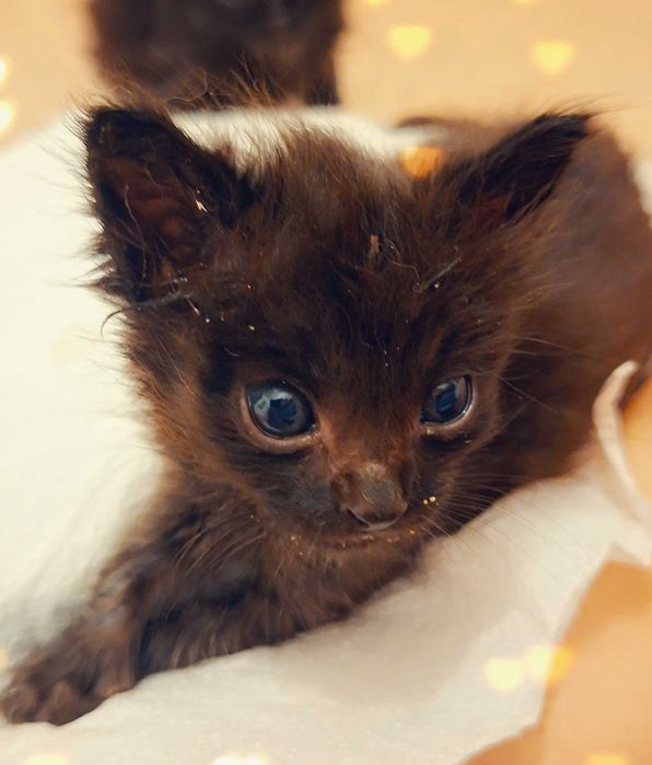 Adoptie pui de pisica negrii si pufosi Bujoreii
