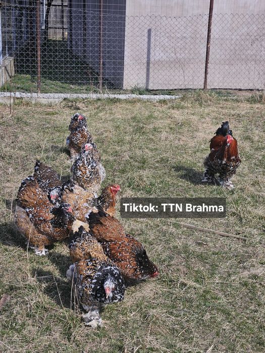 Brahma Portelan oua incubat