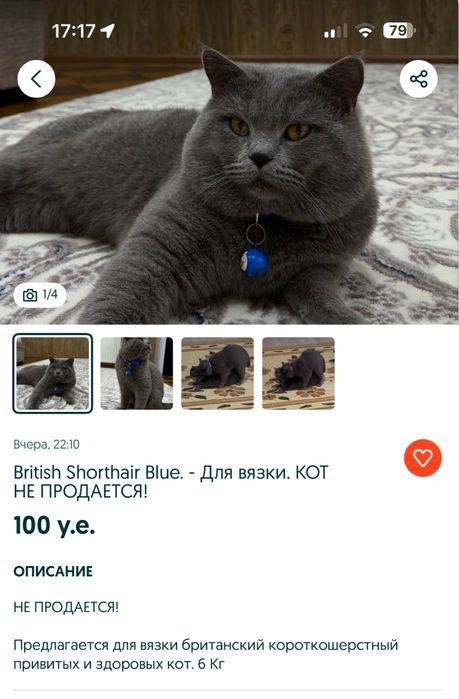 British shorthair на продажу (Брон)