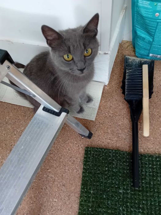 dau spre adoptie pisica si motan