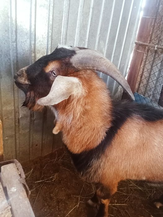 Теке сатылады. Продается козёл.