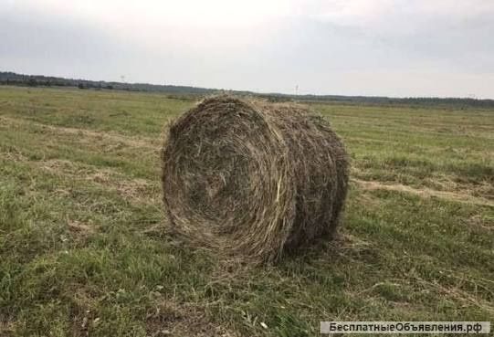 Сено свежее в Аксу
