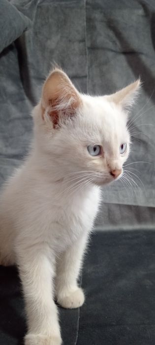 Ласковый котик, ждёт добрые ручки.