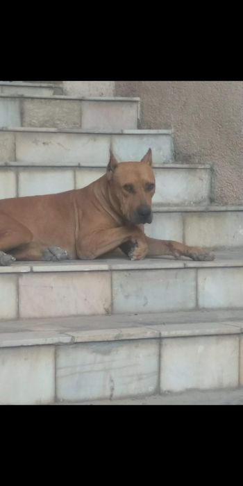 Питбултерер Самка Срочно