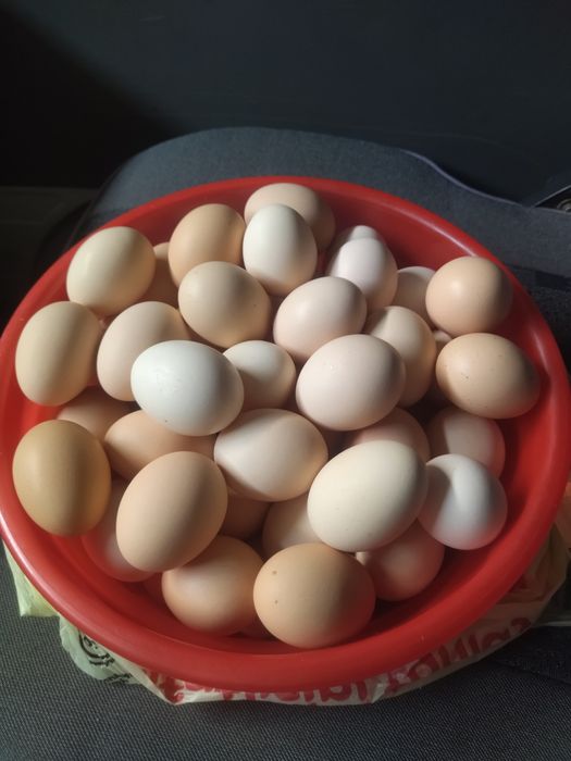 Damashniy tovuq tuxumlari sotiladi