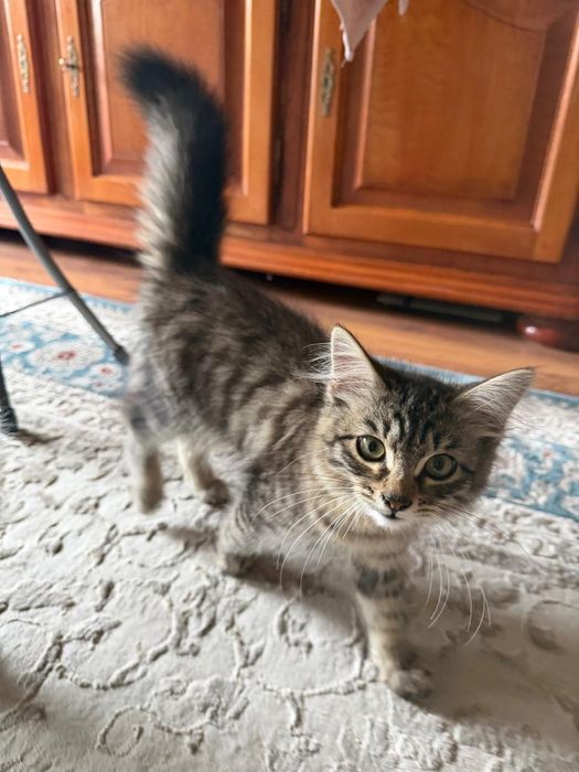 Домашний котенок в добрые руки