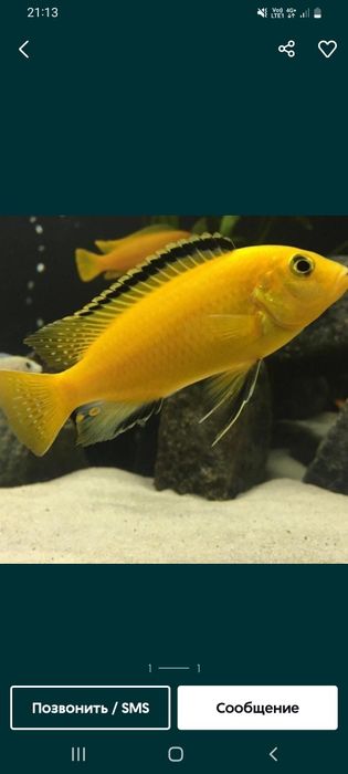 Рыбки аквариумные