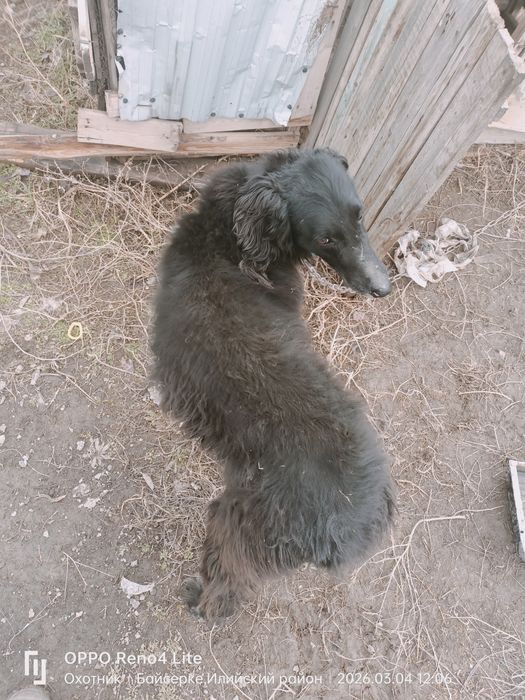 Тайған ит  еркек аңға түсіп тұрған