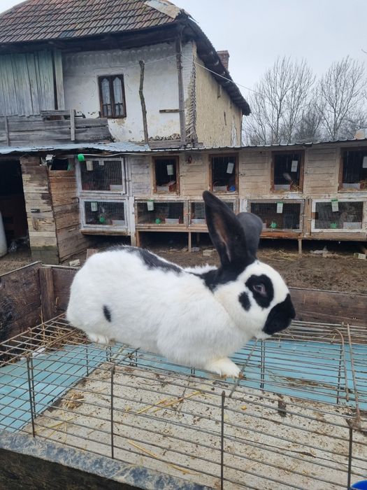 Mascul Fluture Germa