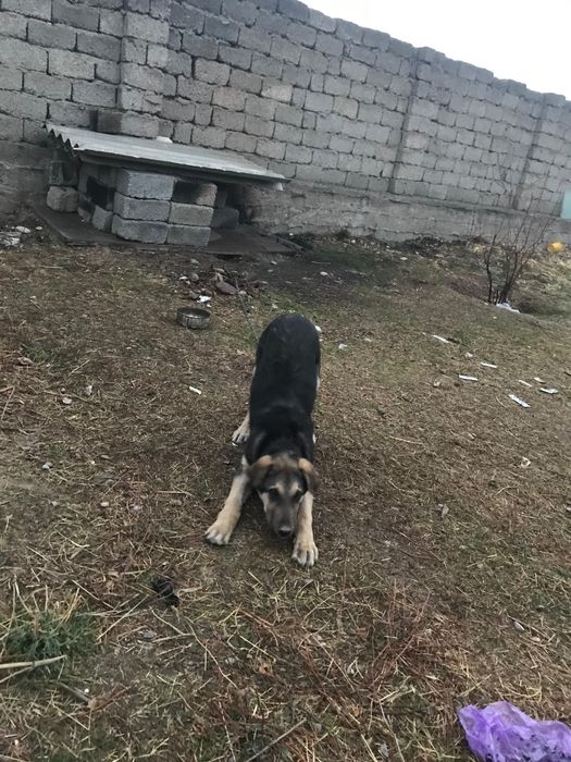 Шымкент төбет 5айлык