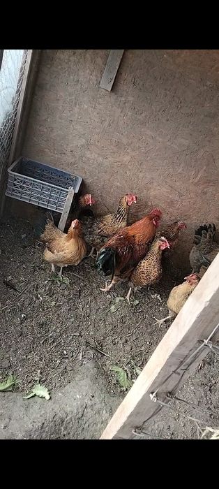 Продам.     продам