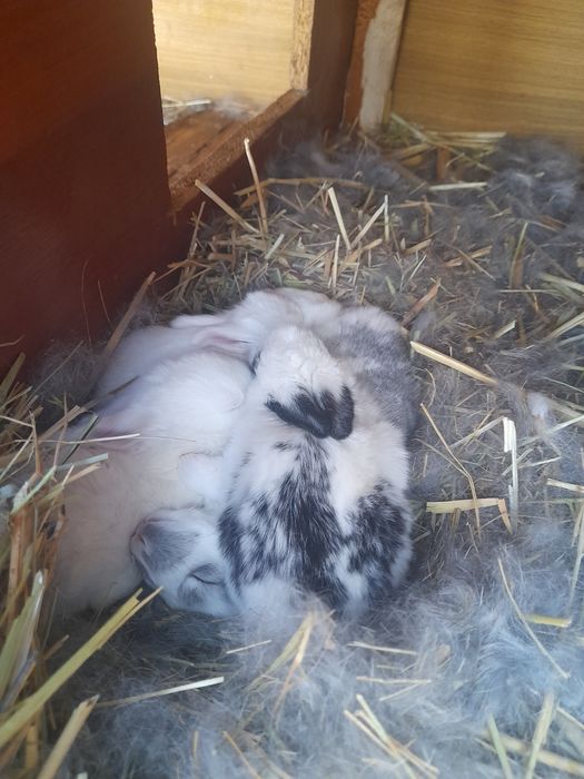 Красивые крольчата