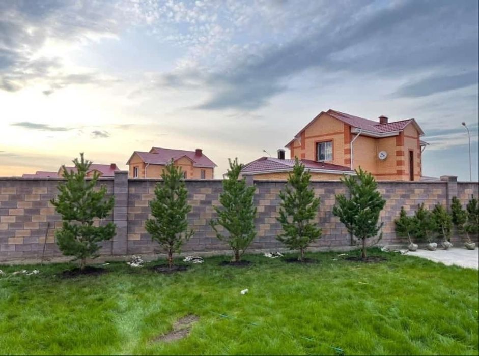 Саженцы сосна ёлка