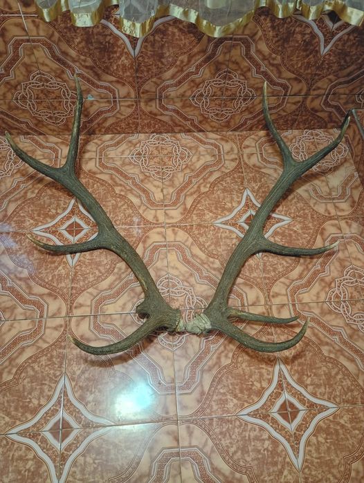 Продавам роги от благороден елен 1.10см.