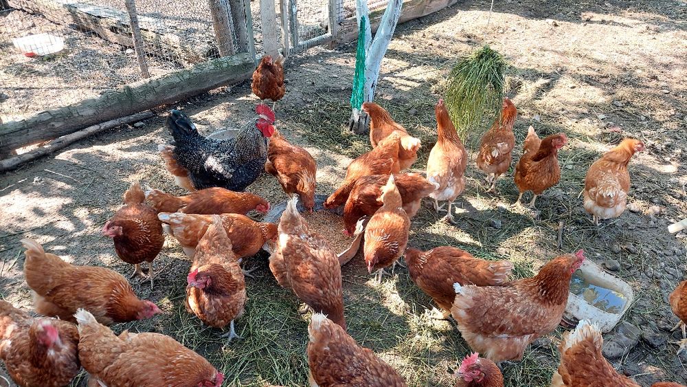 Продам курей Ломан Браун
