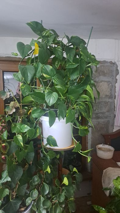 Цветы для уюта вашего дома