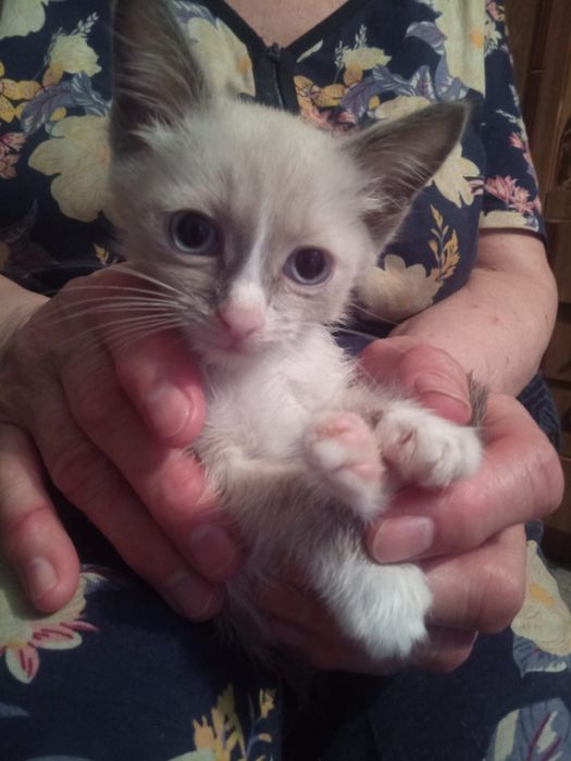 Отдадим Котят в добрые руки.