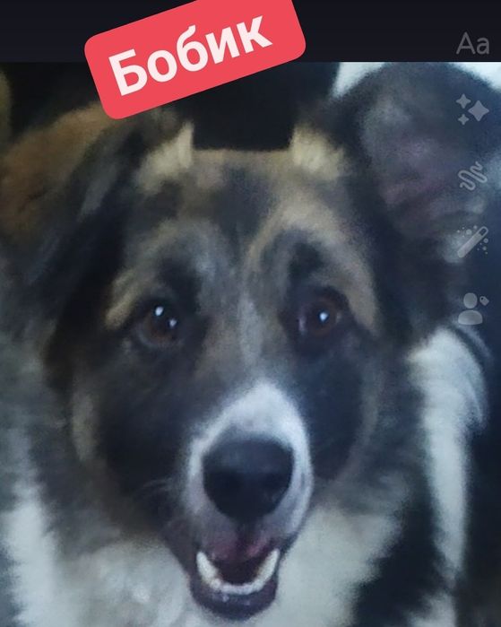 Бесплатно собачки, котики