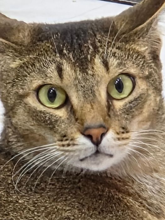 Отдам в хорошие руки