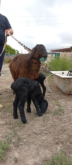 Она бола куй бринчи тугуши