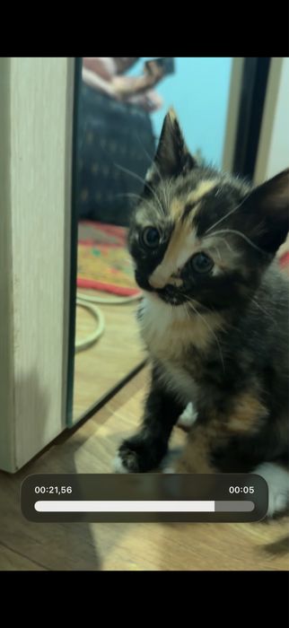 Отдам даром котят