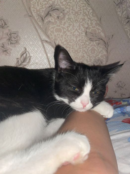 Отдам котёнка в добрые руки