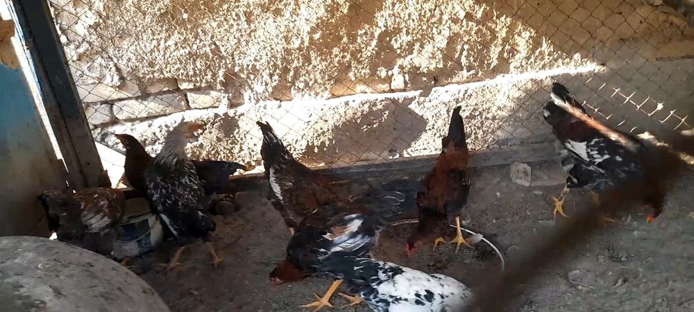 Juja xurozlar xar xil rangli