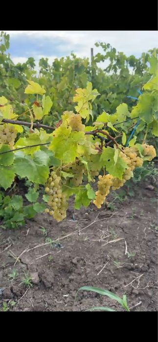 Strufui otonel de vanzare