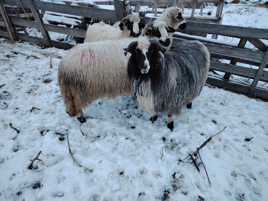 Vand 3 oi gestante si un berbecut