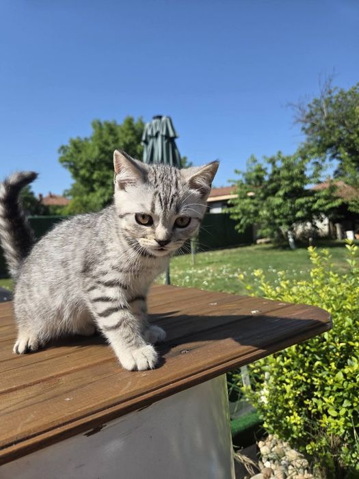Британски котенца