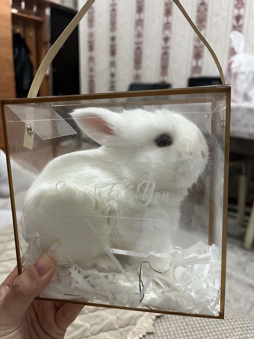 Продаю кролика, очень милый