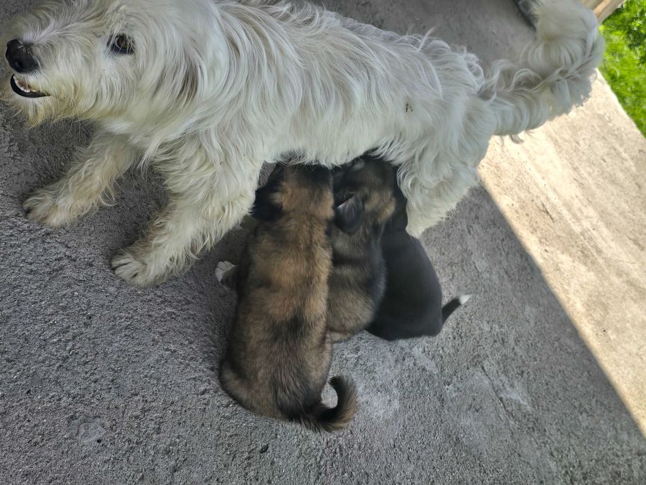Adopție animalele