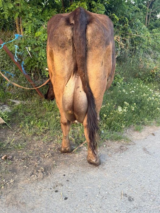 Vaca buna de lapte