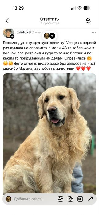 Передержка собак