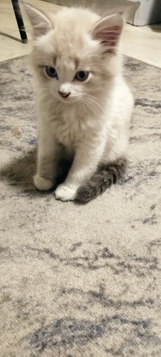 Отдам в добрые руки котят