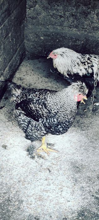 Cocosi Araucana de vanzare