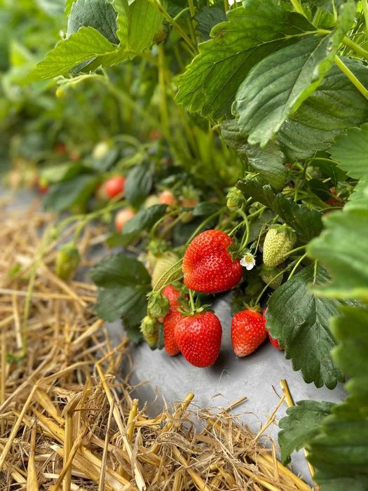 capsuni remontante albion