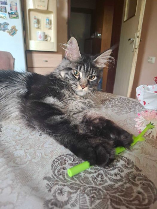 Maine Coon (Мейн кун)