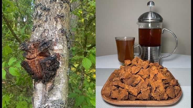 Чага березовая!!